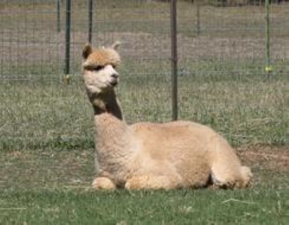 Alpaca For Sale - Circle C's Dusty Rose at Circle C Alpacas